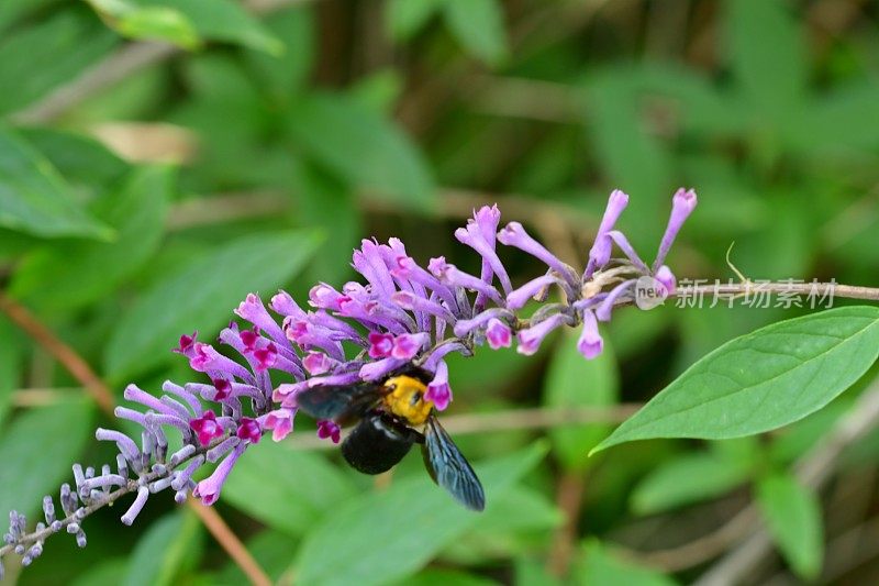 budleja lindleyana / Lindley的蝴蝶丛